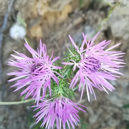 Raggio Di Sole Nonna Giovina